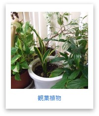 観葉植物